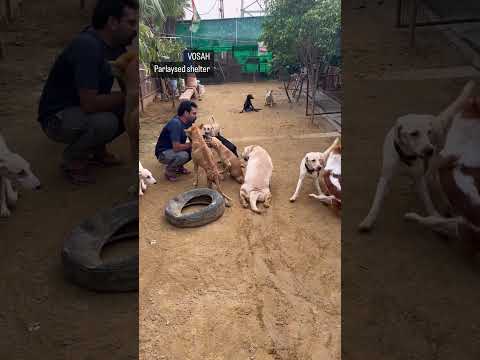 Help #paralyseddog #vosah
