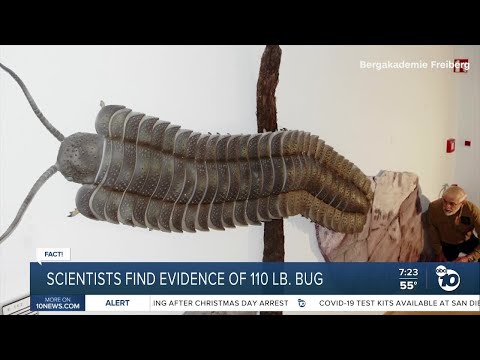 Fact or Fiction: Scientists discover largest bug to ever live?