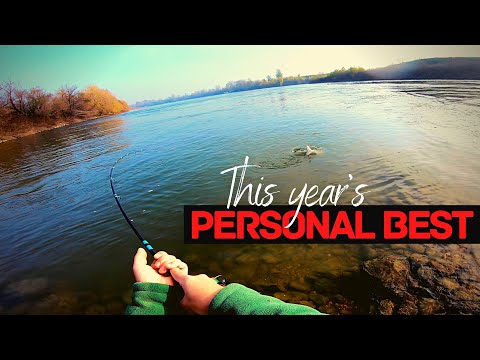 ZANDER and ASP Fishing in the End of Fall