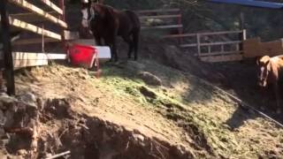 Avi Ben David at Mulholland showed a horse corral and stabl