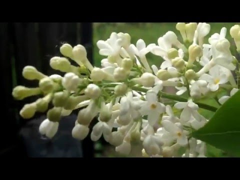 Боль в пояснице как при месячных на 36 неделе беременности Мрт грудного отдела краснодар