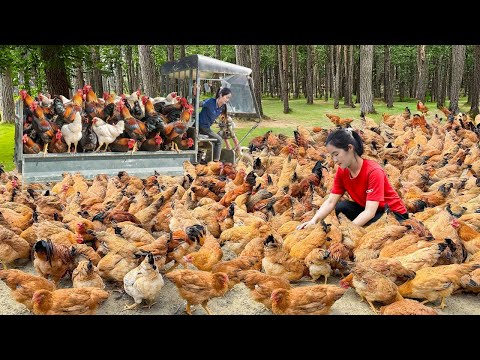Harvest 1000+ Chickens raised in the Forest, Use 3-wheeled Truck Transport Many Chicken To Sell