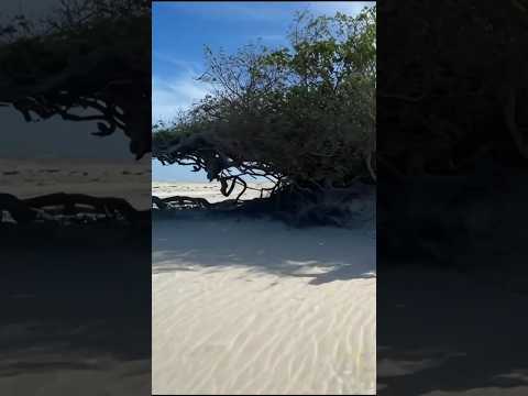 Paraíso de areia 🌴☀️ As árvores e areia inconfundíveis de Jericoacoara no Ceará. Natureza presente.