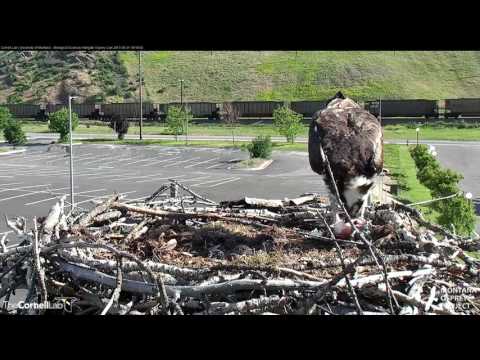 Louis Eats a Fish Next to Four Speckled Eggs – May 31, 2017