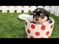 Animals Funny Whatsapp Status Video Lyrics Time