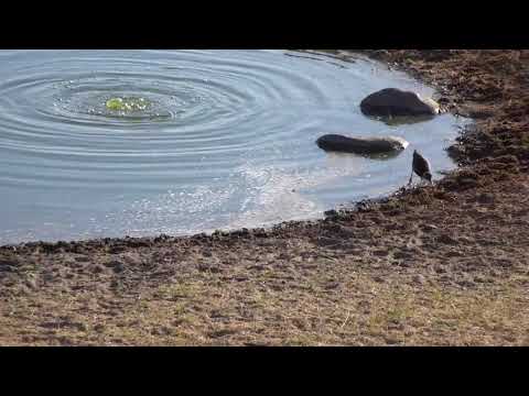 Djuma: Blacksmith Lapwing chick feeding but short 'lift off' at end(34 days old) - 07:09 - 10/02/18