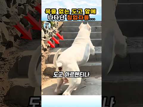 50kg 도고 아르헨티노를 도발하는 침입자들..결과는? #개 #dog #동물