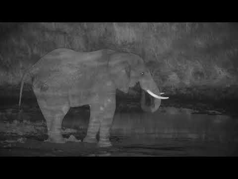 Djuma: Lone Elephant comes for a drink at the dam - 23:30 - 04/06/19