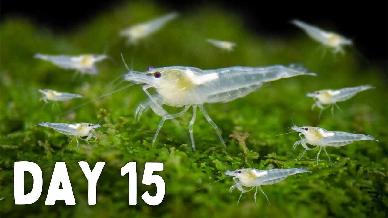 BREEDING Shrimp! How Many in 30 Days