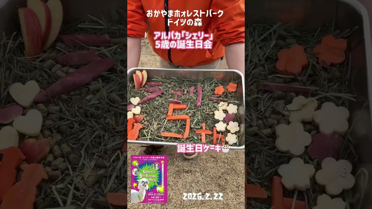 2026.2.22 岡山 フォレストパークドイツの森 モルモット抱っこ体験 アルパカ誕生日会 #shorts