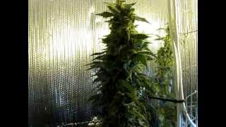 My Medical Grow February 18 2012 - Alien Double Dog
