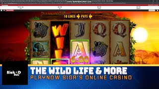 PlayNow - SIGA's Only Online Casino - The Wild Life & Wild Outlaws - NickDSlots