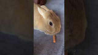 うさぎとの日常その18 #うさぎ #うさぎのいる暮らし