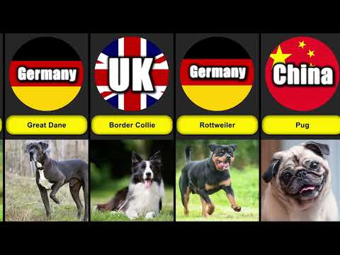 Dog Breeds By Country Of Origin | Dog List