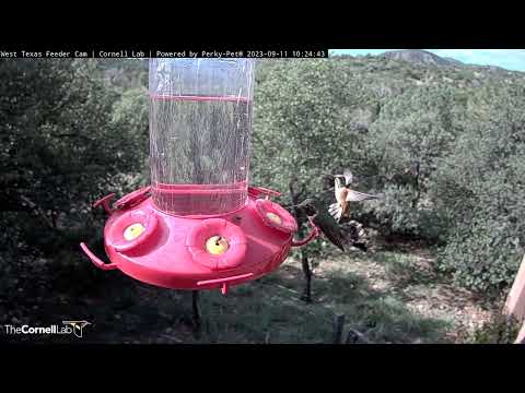Male Broad-tailed Hummingbird Shimmers At West Texas Feeder – Sept. 11, 2023
