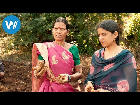India's Turmeric - Healing and Sacred (360° - GEO Reportage)