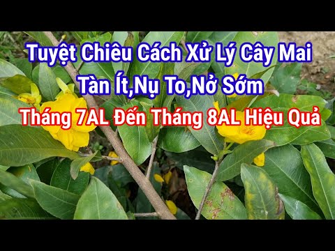 7AL - 8AL How to deal with a few apricot trees that fade, bloom early to have flowers in Tet.