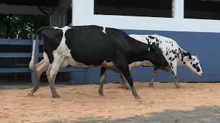 Vídeo 103 - 1ª ETAPA MEGA LIQUIDAÇÃO TOTAL AGROPECUÁRIA MARAJOARA - DIA 4 | GADO GIROLANDO E HOLANDÊS