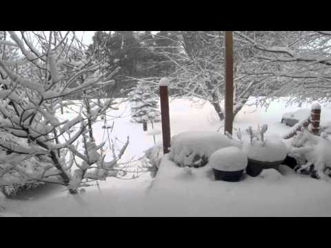 Watch birds fly in and out of snow-covered feeders during winter storm