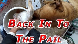 She's Getting Better #103 Ducks & Winter 2016-17