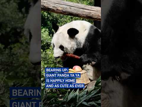 Bearing up: Giant panda Ya Ya is happily home and as cute as ever #coolchina