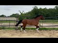 SF 6ANS Hongre Dressage