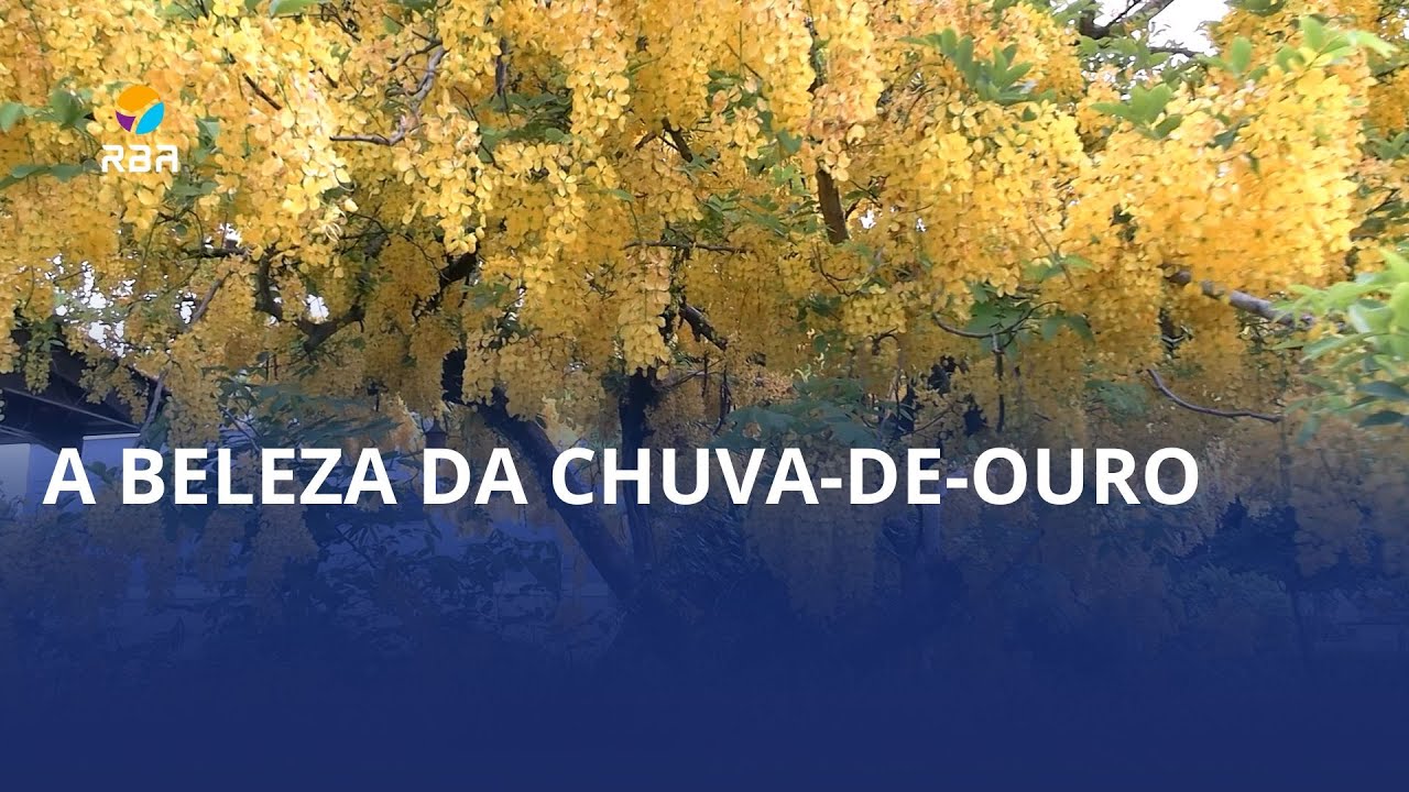 A beleza da chuva-de-ouro 🤩