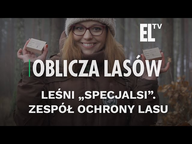 Pronunție video a lasów państwowych în Poloneză