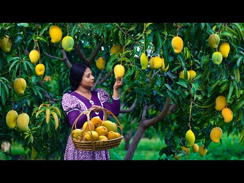 Juicy big Mango harvest to a magnificent dessert! Brother made a surprising hot brew| Traditional Me