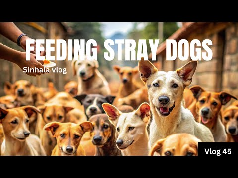පාරෙ ඉන්න බව්වොන්ට කෑම දුන්නා | sinhala vlog | feeding strays dogs