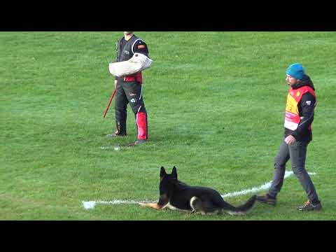 WUSV 2021  AUT 2 - BERTIGNOL MICHAEL & YUKON VOM GSIBERGER C 96