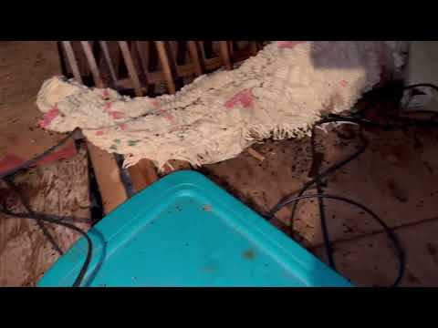 Rodents Contaminating the Attic in Jackson, NJ