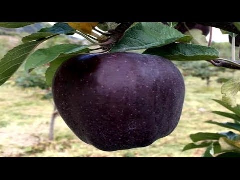 download lagu mp3 mp4 Black Apple Fruit, download lagu Black Apple Fruit gratis, unduh video klip Black Apple Fruit