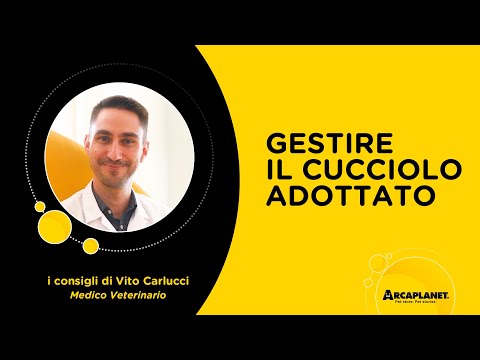 Cucciolo appena arrivato a casa: cosa fare? I consigli del Veterinario | Arcaplanet