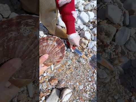 Sea Agate and Sea Crystal: Finding Hidden Treasures on the Shore and rare pearl