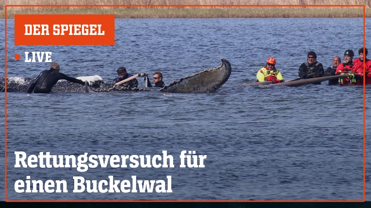 Livestream: Rettungsversuch für einen Buckelwal | DER SPIEGEL