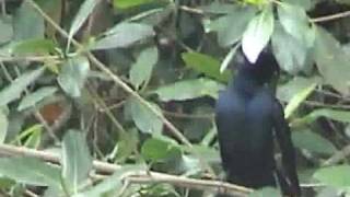 Calypso  -  YOU  RON