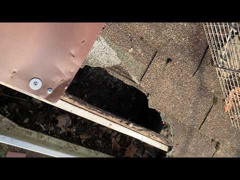 Fixing the Damage Done by Raccoons in Neptune, NJ