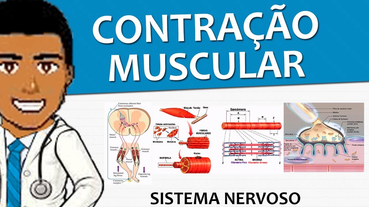 Sistema Nervoso 20 – Contração muscular e o controle espinal (Vídeo-aula)