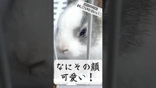 家族になったばかりの塩ちゃん、動きが可愛すぎて悶絶🐰 #shorts