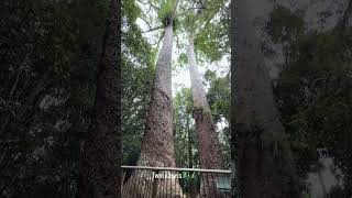 Day trip to Lake Barrine 🚗 breakfast at teahouse, rainforest walk #cairns #outdoors