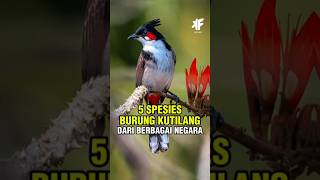 Download lagu 5 Spesies Burung Kutilang Dari Berbagai Negara #faktaunik #kicaumania #burungkicau #kutilang #viral mp3 Download lagu 5 Spesies Burung Kutilang Dari Berbagai Negara #faktaunik #kicaumania #burungkicau #kutilang #viral mp3