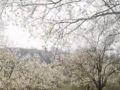 Sveshnikov Boys Choir Vespers Op 37 Wmv