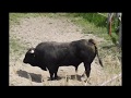 Taureau Et Vache D Hérens