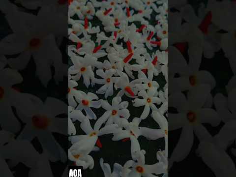 Parijaat flowers significance in various cultures