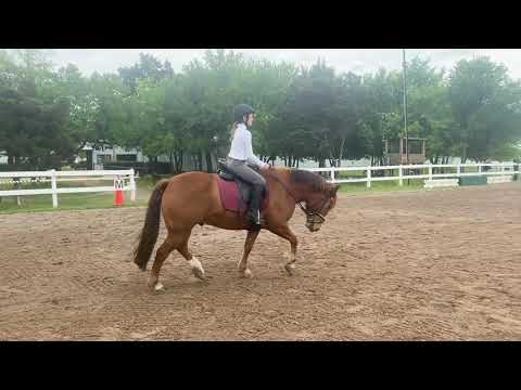 Dressage Training