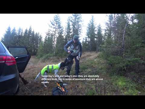 nr.12  we got capercaillie! Hunting in Norway with English's setter.