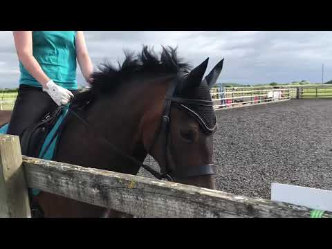 My Digital Dressage July/Aug 2021 BE90 Test 97