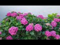 Summer Bloom June 2022