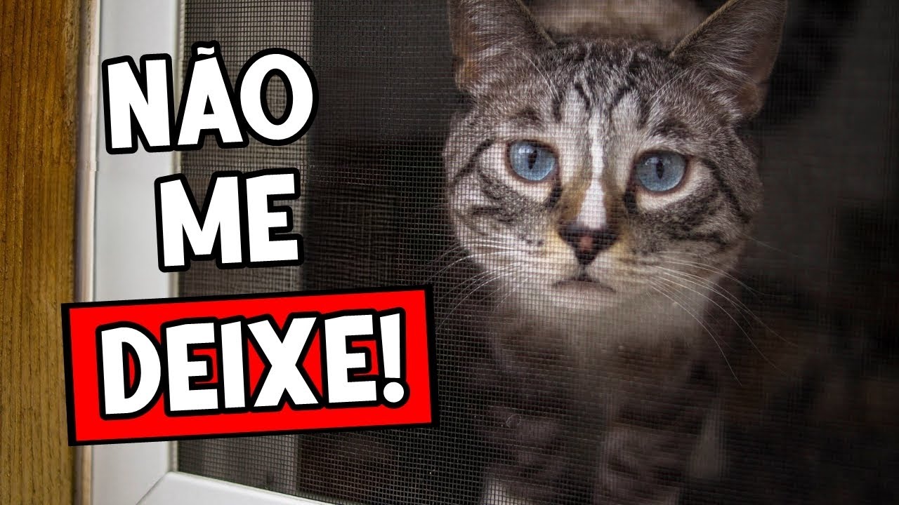 Nunca faça ISSO quando for deixar seu gato SOZINHO 🔥